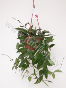 Хойя Hoya Gracilis