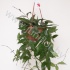 Хойя Hoya Gracilis