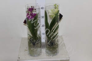 Ванда Orchidee Vanda H.In 50Cm Glas