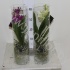 Ванда Orchidee Vanda H.In 50Cm Glas Ванда Orchidee Vanda H.In 50Cm Glas