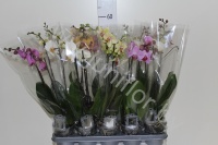 Фаленопсис Phalaenopsis Hybride 2-tak cites