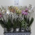 Фаленопсис Phalaenopsis Hybride 2-tak cites