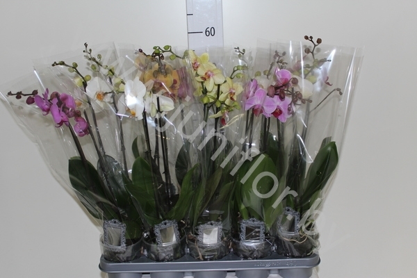 Фаленопсис Phalaenopsis Hybride 2-tak cites