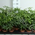 Шеффлера Schefflera Luseana Шеффлера Schefflera Luseana