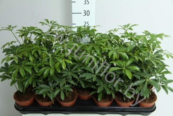 Шеффлера Schefflera Luseana