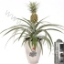 Ананас Ananas Corona 13cm Urban Silver+Hanger Ананас Ananas Corona 13cm Urban Silver+Hanger