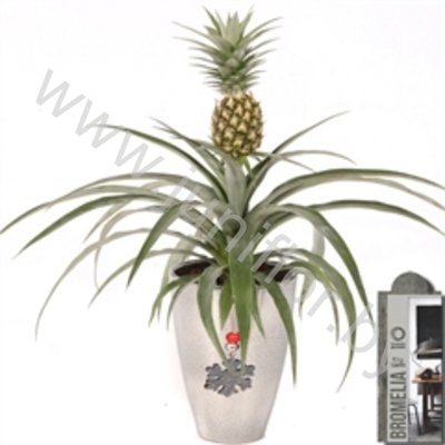 Ананас Ananas Corona 13cm Urban Silver+Hanger