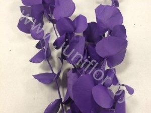 Эвкалипт Синерея Папл Gr Euc Cinerea p Purple