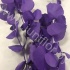 Эвкалипт Синерея Папл Gr Euc Cinerea p Purple Эвкалипт Синерея Папл Gr Euc Cinerea p Purple