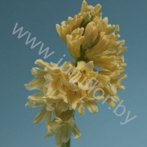 Гиацинт Hyacint Yellow