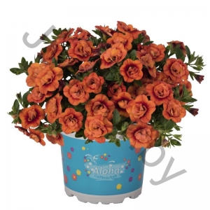 Калибрахоа Calibrachoa Hybrida Aloha Double Orange 