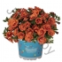 Калибрахоа Calibrachoa Hybrida Aloha Double Orange Калибрахоа Calibrachoa Hybrida Aloha Double Orange
