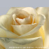 Andean_Crystal.jpg Роза Cream De La Cream