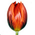 Тюльпан Hermitage