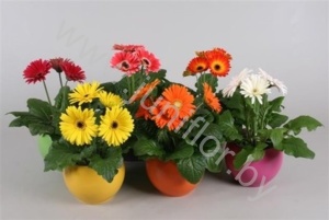 Гербера Melaniepot Mix