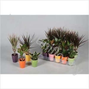 Микс Tiny Happy Family Mix In Keramiek