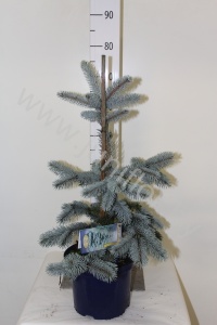 Ель Picea Hoopsii
