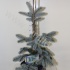 Ель Picea Hoopsii Ель Picea Hoopsii