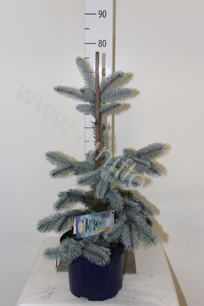 Ель Picea Hoopsii