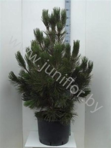 Ель Pinus Den Ouden