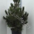 Ель Pinus Den Ouden Ель Pinus Den Ouden
