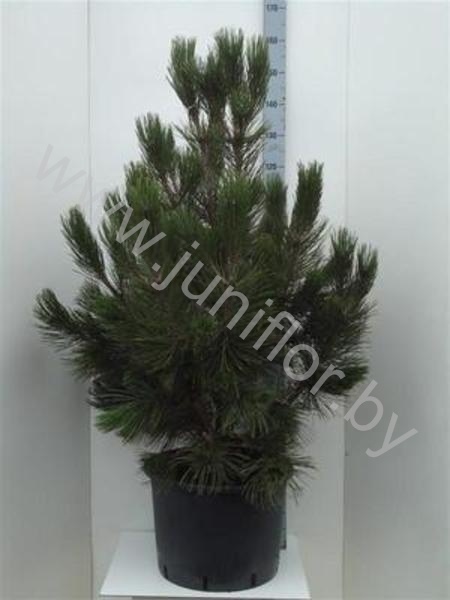 Ель Pinus Den Ouden