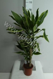 Драцена Dracaena Gold Coast 45-20