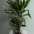 Драцена Dracaena Gold Coast 45-20 Драцена Dracaena Gold Coast 45-20