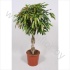 Фикус Ficus Bin Amstel King Gevlochten St Фикус Ficus Bin Amstel King Gevlochten St