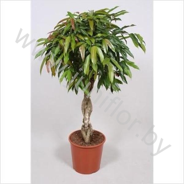 Фикус  Ficus Bin Amstel King Gevlochten St