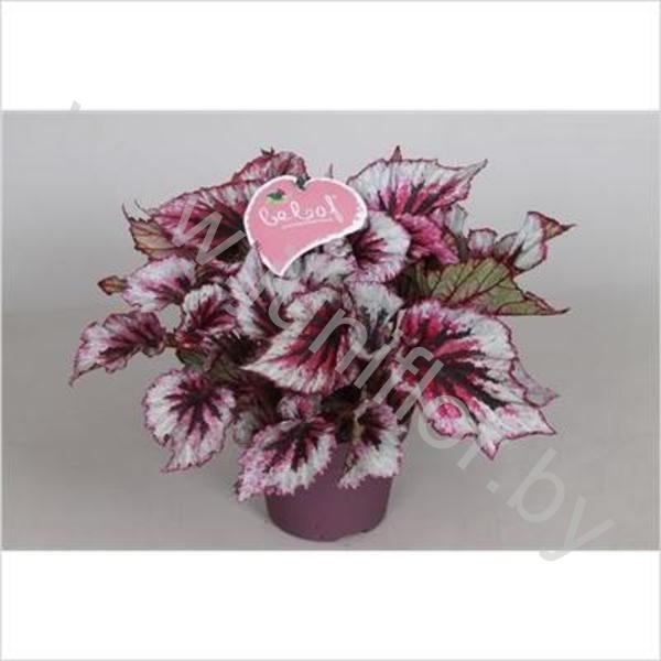 Бегония Begonia Beleaf Evening Glow
