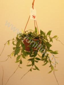 Хойя Hoya Lactunosa