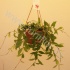 Хойя Hoya Lactunosa Хойя Hoya Lactunosa