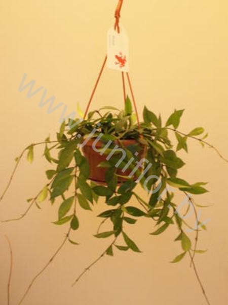 Хойя Hoya Lactunosa
