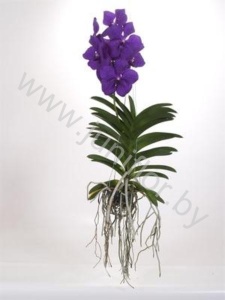Ванда Orchidee Vanda Magic Royal Blue
