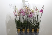 Фаленопсис Phal Mix 2stem