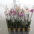 Фаленопсис Phal Mix 2stem
