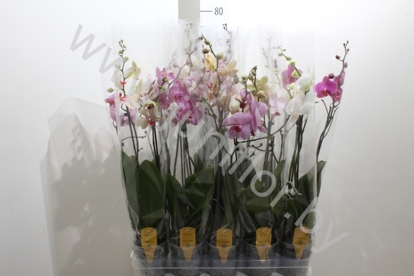 Фаленопсис Phal Mix 2stem