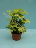 Шеффлера Schefflera Melanie 3PP