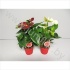 Антуриум Anthurium MORE LIPS Kerstmix Антуриум Anthurium MORE LIPS Kerstmix