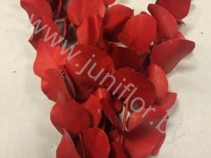 Эвкалипт Синерея Ред Gr Euc Cinerea p Red