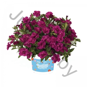 Калибрахоа Calibrachoa Hybrida Aloha Double Purple