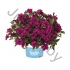 Калибрахоа Calibrachoa Hybrida Aloha Double Purple Калибрахоа Calibrachoa Hybrida Aloha Double Purple