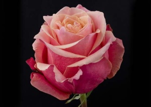 Роза Cherry Brandy