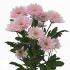 Euro_pink.jpg Euro pink