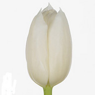 Тюльпан Inzell