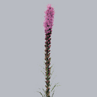Лиатрис Liatris Callilepis