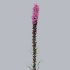Лиатрис Liatris Callilepis