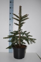 Ель Picea Inversa