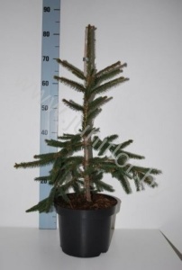 Ель Picea Inversa
